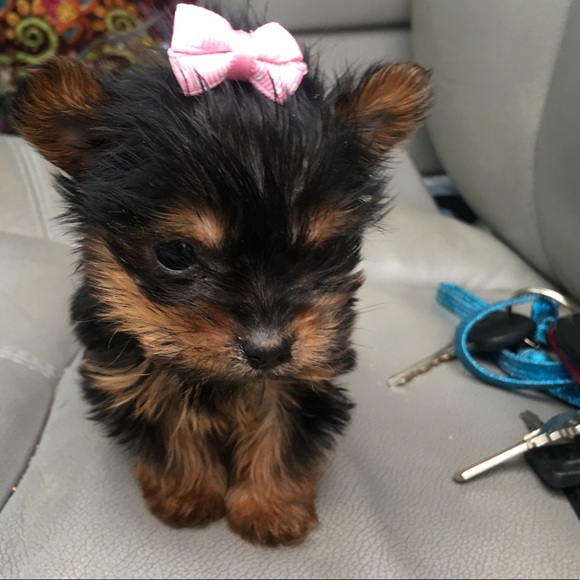 Meet your Posher, Vickie Jean - Picture 3 of 8